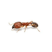 Facts About Bigheaded Ants | Ant Habits & Behaviors 