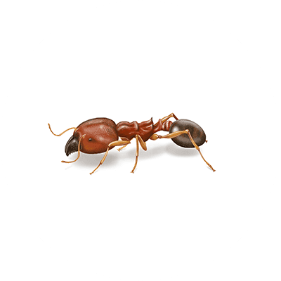 Bigheaded ant illustration