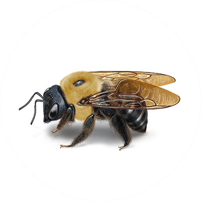 Carpenter bee illustration