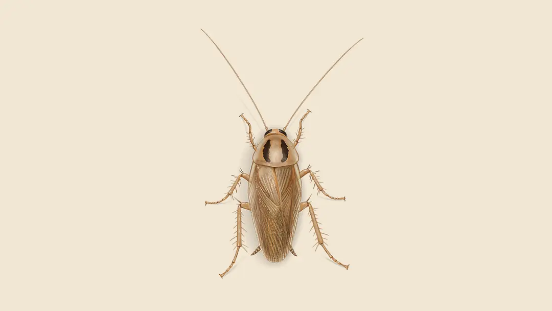 Asian Cockroach Illustration.