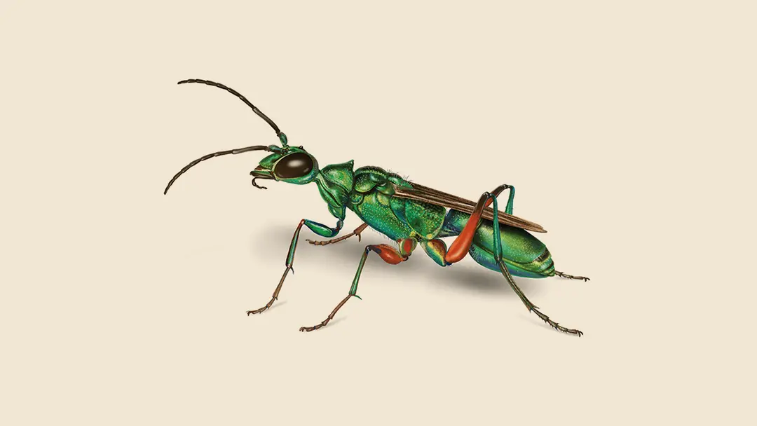 Emerald Cockroach Wasp Illustration