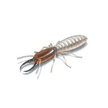 Termite Exterminator | How To Identify & Get Rid Of Termites