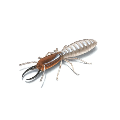 Termite Treatment