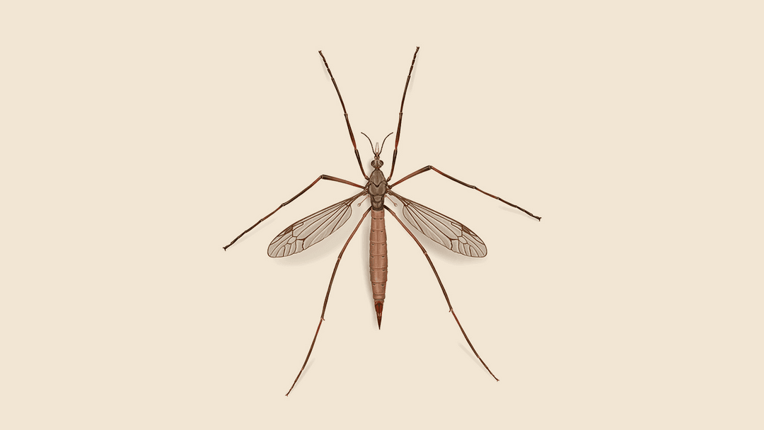 Crane fly illustration