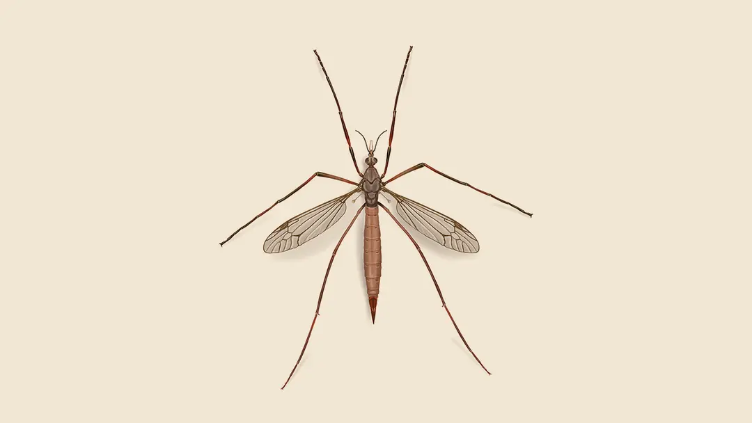 Crane fly illustration