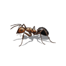 Allegheny Mound Ant Identification | Mound Ant Facts | Orkin