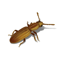 Sawtoothed Grain Beetles