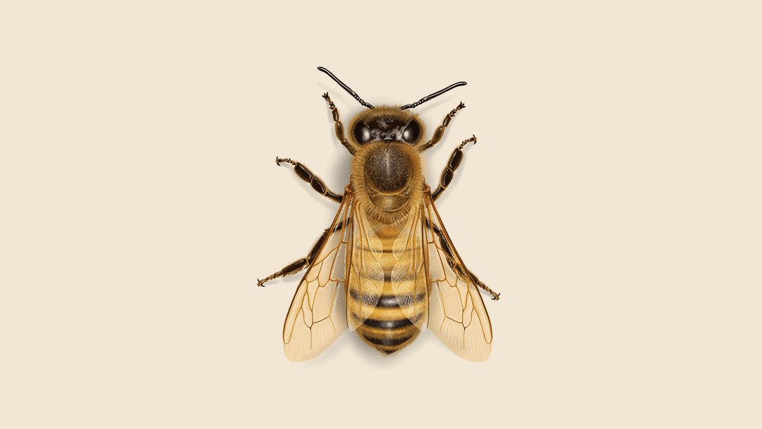 Africanized Honey Bee Illustration