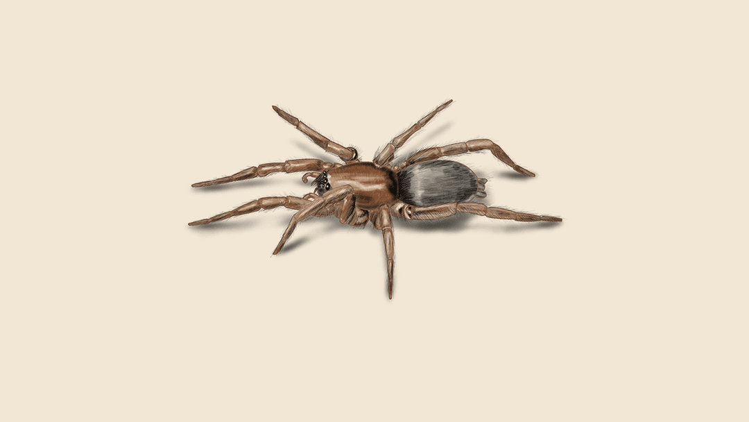 Ground spider illustration