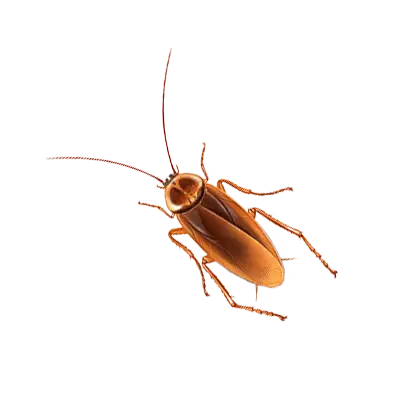 Cockroach illustration