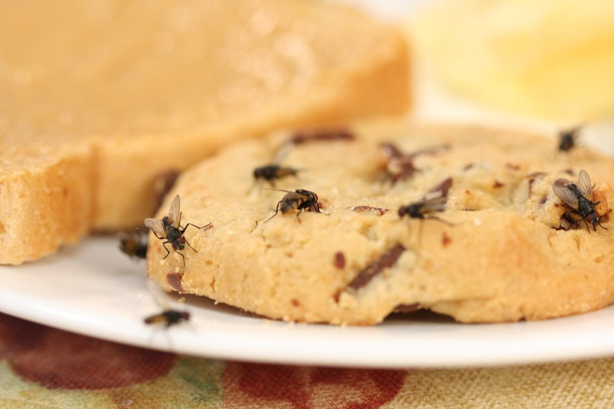 Flies on a Cookie