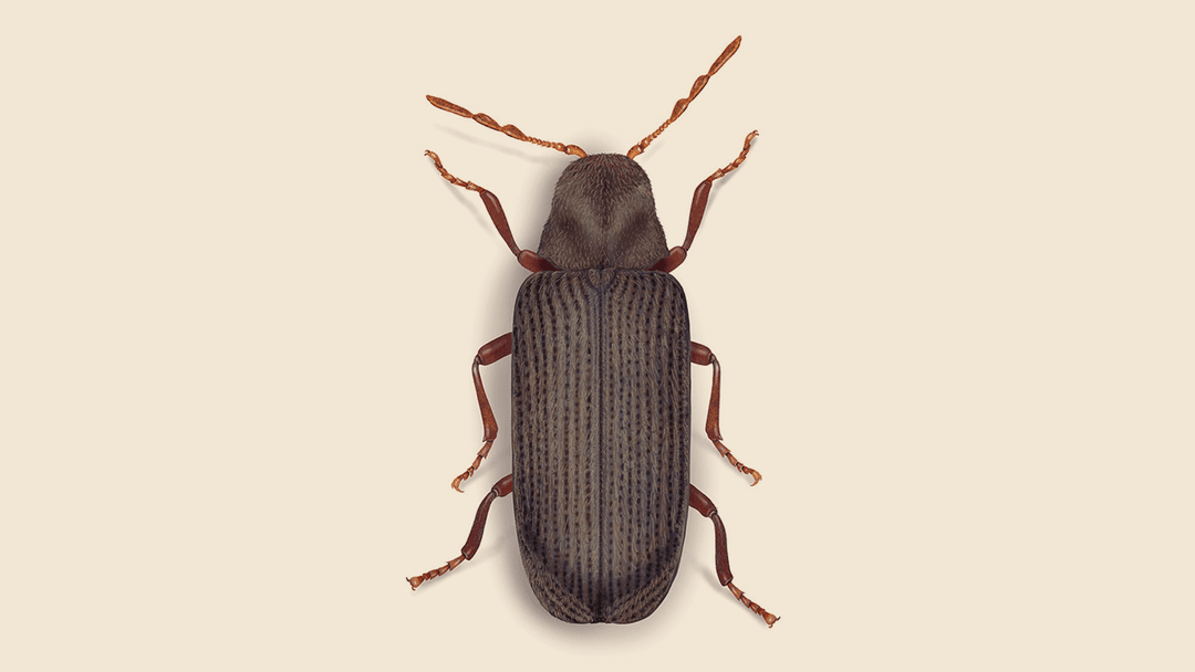 Furniture Beetle Illustration