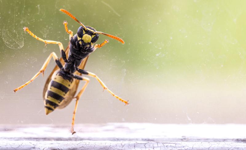 Wasp on a Window