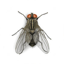 House Fly Facts | Get Rid of House Flies 