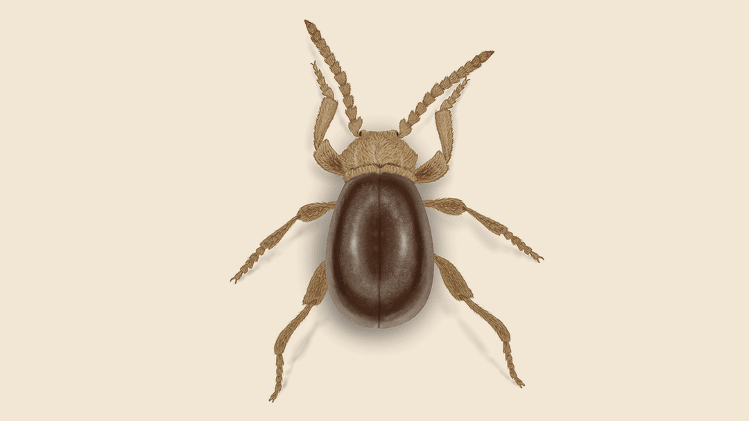 American Spider Beetle Illustration