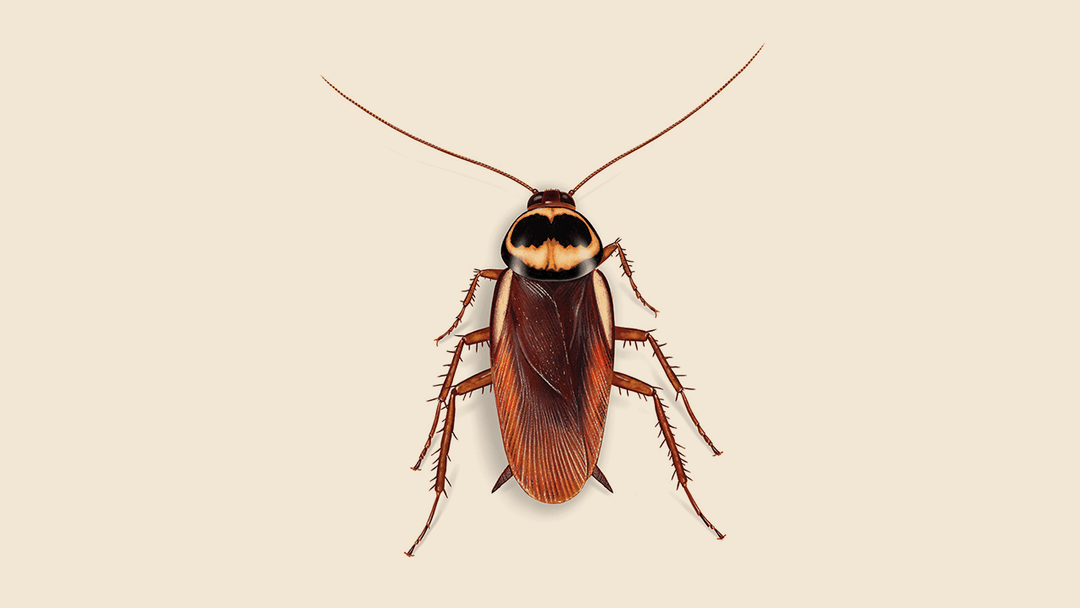 Australian Cockroach Illustration.