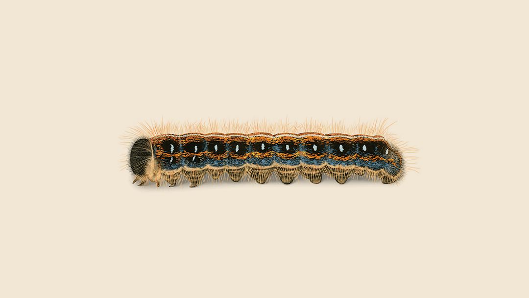 Eastern Tent Caterpillar illustration