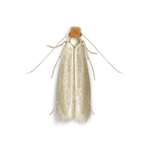 Webbing Clothes Moths