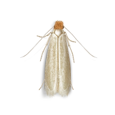 Webbing Clothes Moth Illustration