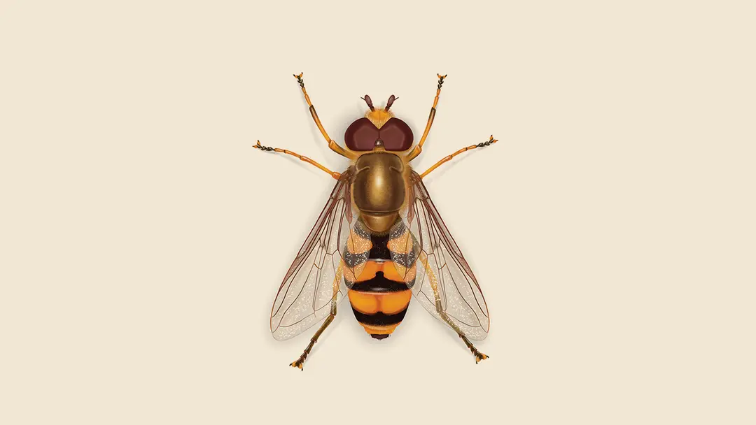Syrphid Fly illustration