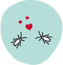Stink bug infestation icon