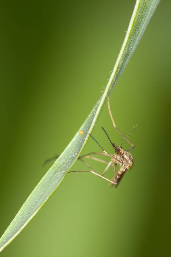 Mosquito resting on surface