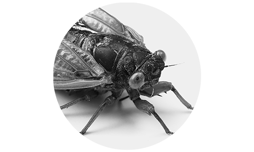 Image of a Brood XIII Cicada