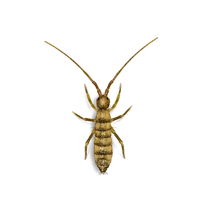 Springtail illustration