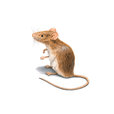 Rodent Treatment