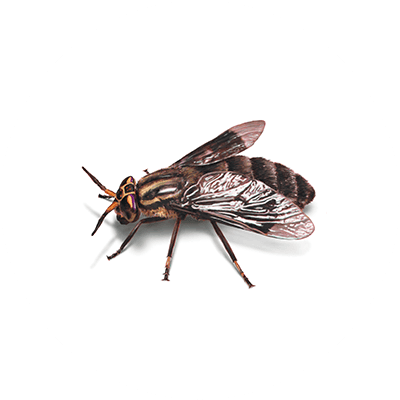 Commercial Fly Control