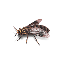 What do Deer Flies Look Like? | Remove Deer Flies 