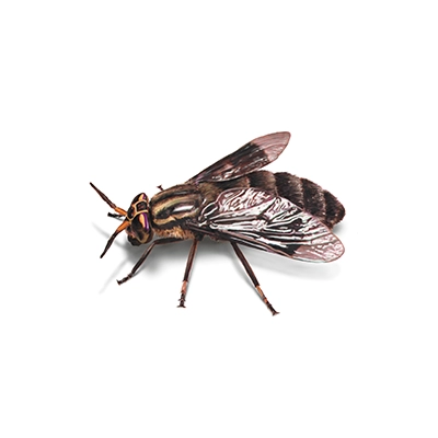 Fly illustration