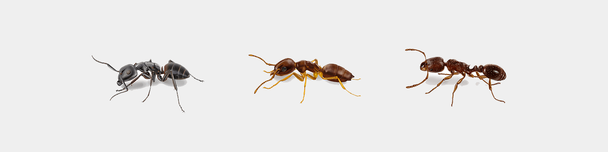 Illustration of a Carpenter Ant, Pavement Ant, and Odorous Ant.
