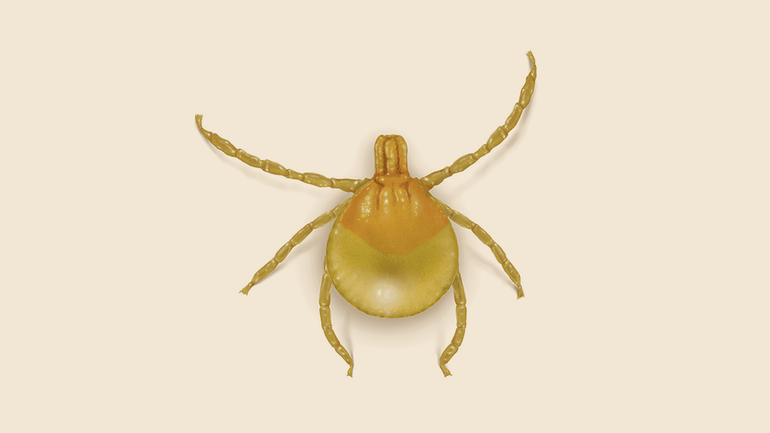 Seed Tick Illustration