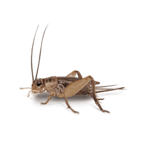 Crickets Exterminator - How To Identify & Get Rid Of Crickets