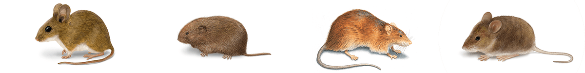 deer mouse - meadow-vole - norway-rat - house-mouse