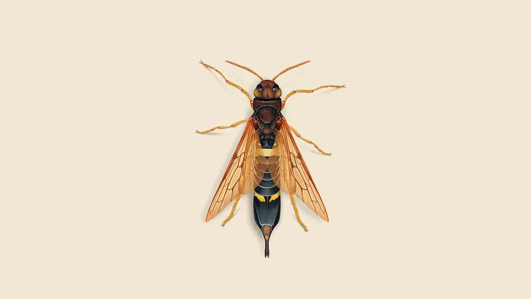 Wood Wasp Illustration