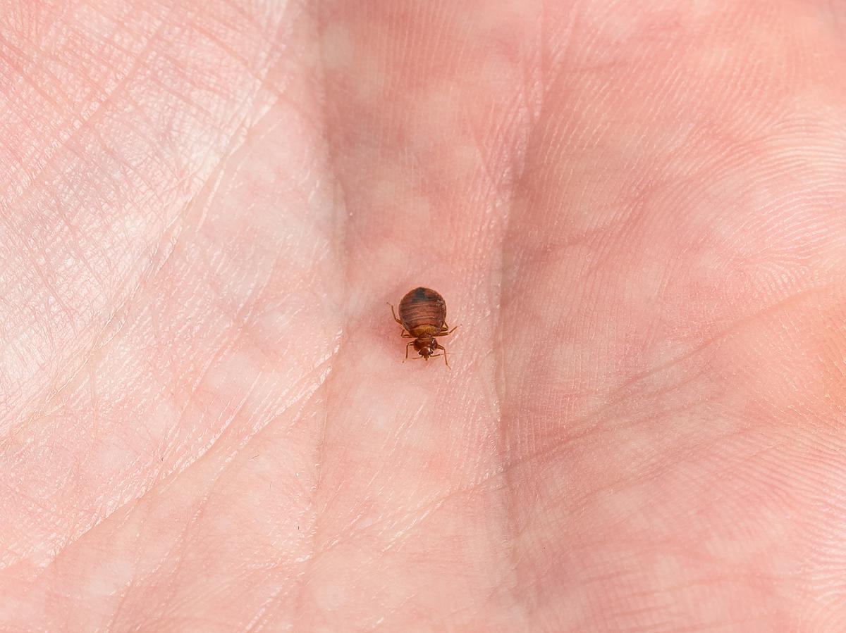 Bed Bug in Hand Palm