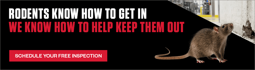 Banner with text "Rodents know how to get in. We know how to help keep them out." Call to action button reads "Schedule your free inspection." On the right, a rat looks up near a wall gap.