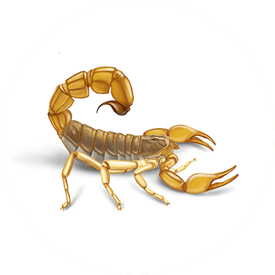 Scorpion illustration