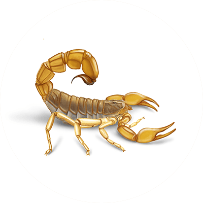 Desert scorpion illustration
