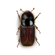 Get Rid of European Spruce Bark Beetles 