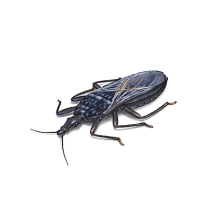 Kissing Bugs Exterminator - How To Identify & Get Rid Of Kissing Bugs