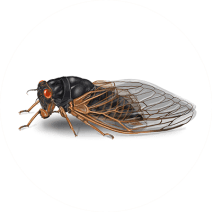 What do Cicadas Look Like? | Cicada Facts and Identification 
