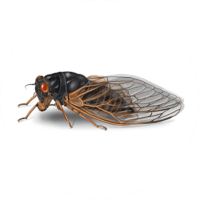 Cicada Illustration