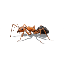 Field Ant Facts and Information | Get Rid of Ants | Orkin