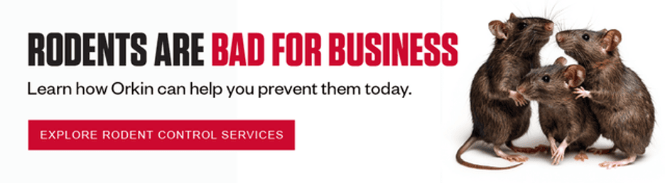 Headline: Rodents Are Bad For Business. CTA: Explore Rodent Control Services