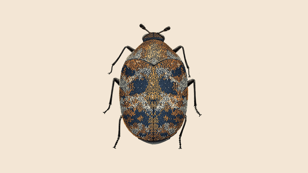 Carpet beetle illustration