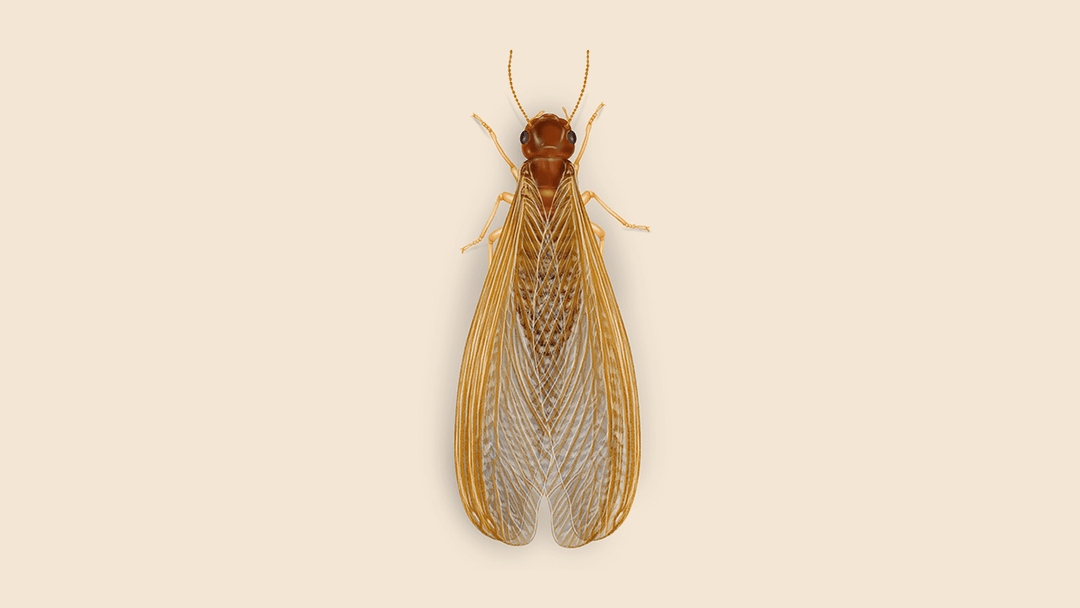 Drywood termite illustration