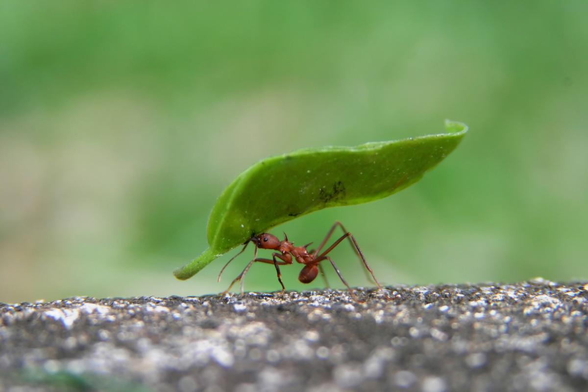 Ant Carrying Leaf